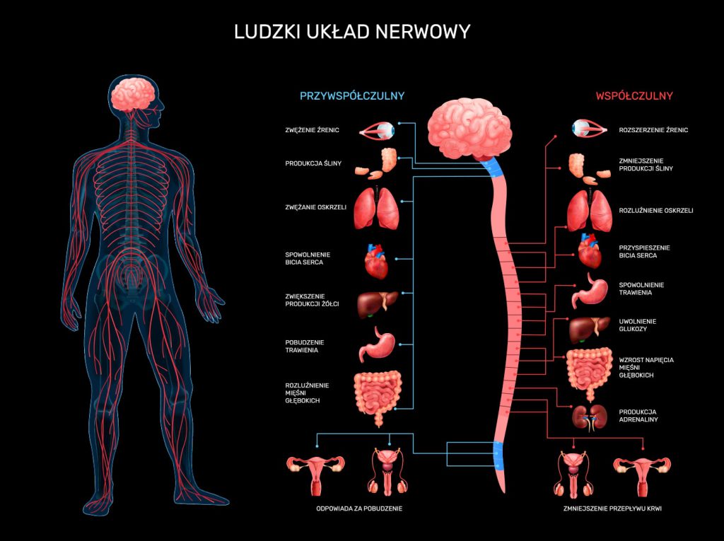 schemat układu nerwowego